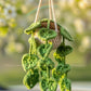 Car Accessories - Crochet Hanging Plant - String of Hearts in Beige Pot